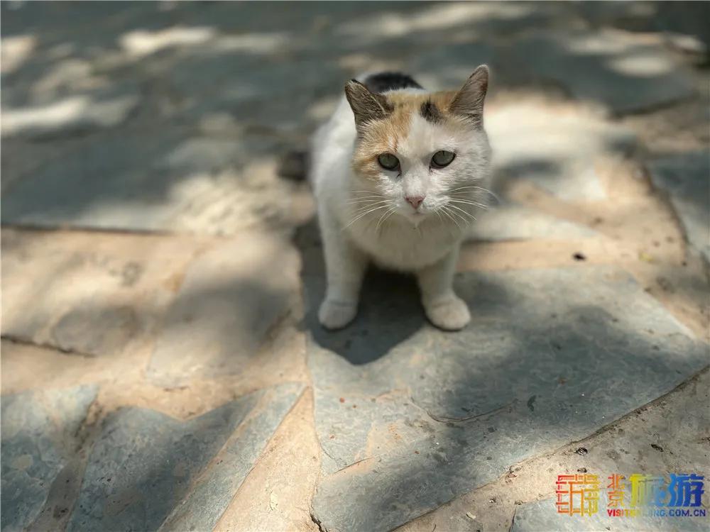 北京故宫的猫为什么叫御猫,故宫最萌的猫是什么猫