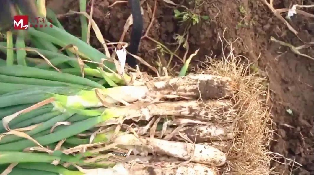 济南夜市网红打卡地点,济南网红打卡地经三路