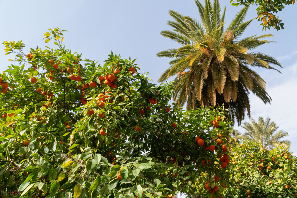 摩洛哥柑橘品种,世界柑橘品种