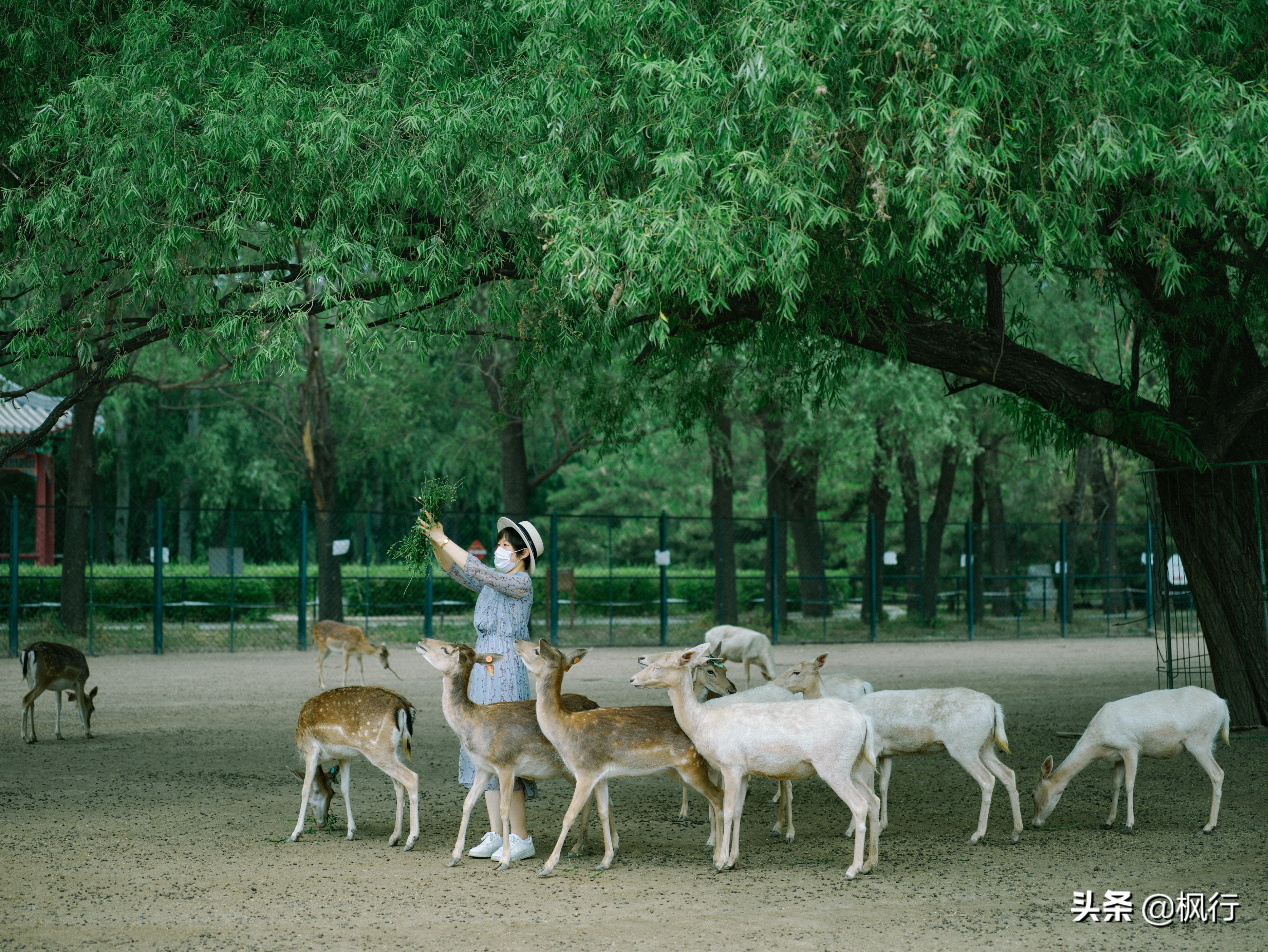 平替奈良小鹿,南海公园奈良小麋鹿
