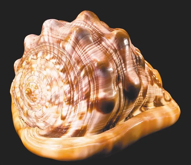 限量版的椰子螺,万宝螺和椰子螺