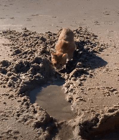 捡来的小橘把狗当妈妈,开始逐渐狗化,一起拆家、听指令、游泳…