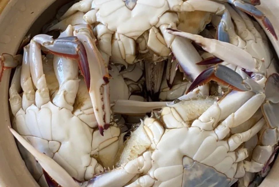 活螃蟹能吃死螃蟹能吃吗,哪两种螃蟹死了不能吃