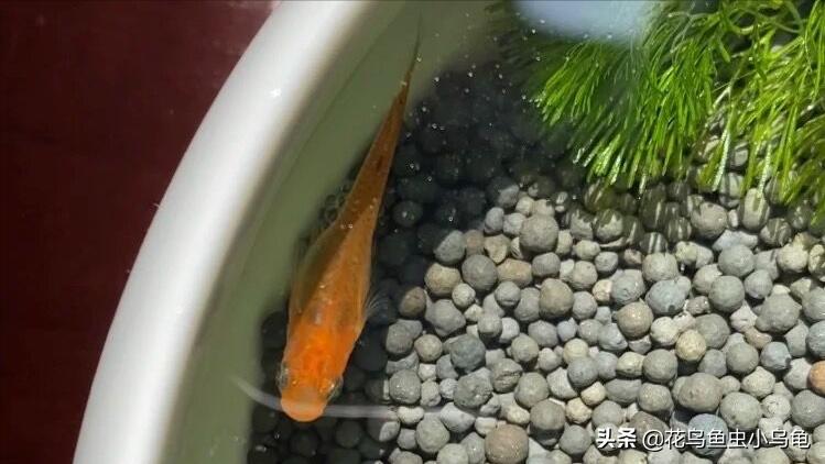 观背青鳉孵化出来需要和卵分开吗,观背青鳉从卵孵化到长大需要多久