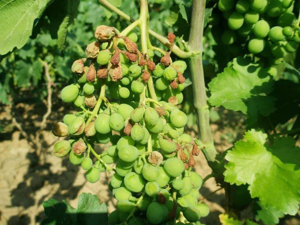 葡萄日灼病防治,葡萄日灼病最佳治疗方法