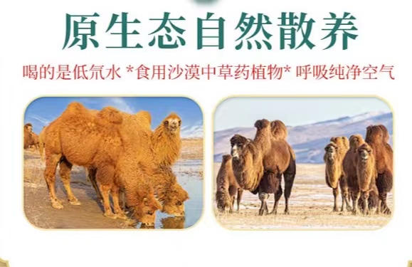 驼奶粉官方旗舰店正品新疆驼奶粉,纯驼奶粉与配方驼奶粉的区别
