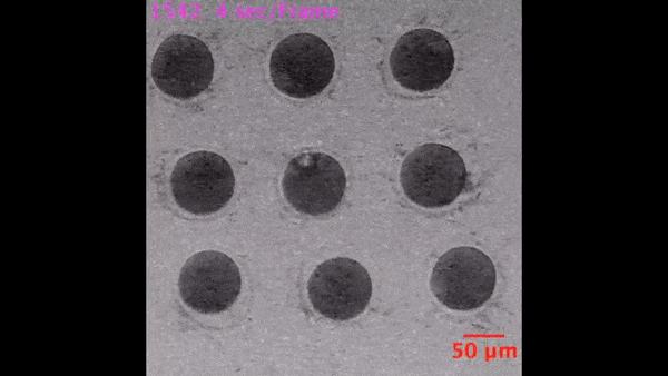 科学家发现人类精子和卵子,科学家捕捉精子和卵子作用