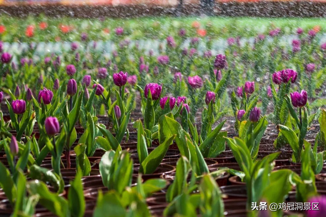 郁金香花的花语和寓意,郁金香玫瑰花语是什么