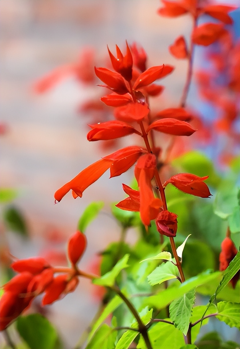 田园风光美丽的农家小院,美丽庭院装点幸福生活