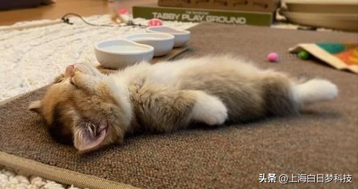 白日梦在哪个app上可以看,白日梦小镇软件