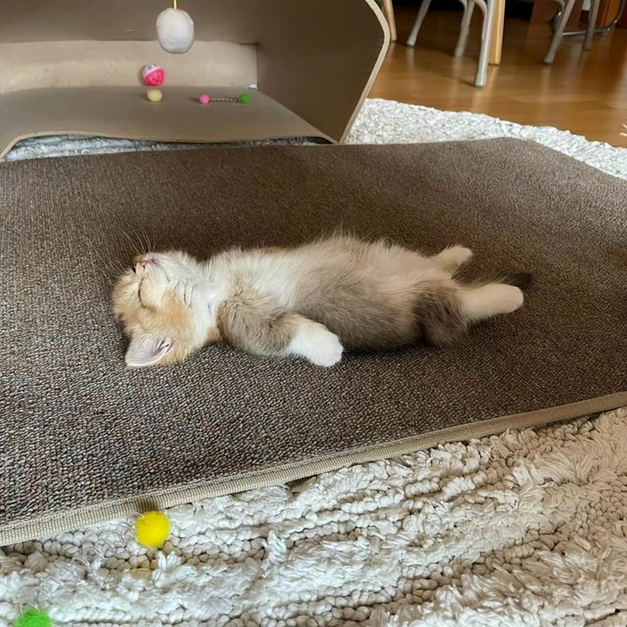 猫咪躺主人身边睡觉最信任的睡姿,猫咪睡姿千奇百怪的样子素材全屏