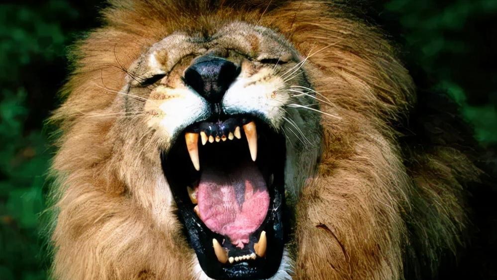 大白鲨咬合力真的只有400公斤吗,十大咬合力最强动物巨齿鲨