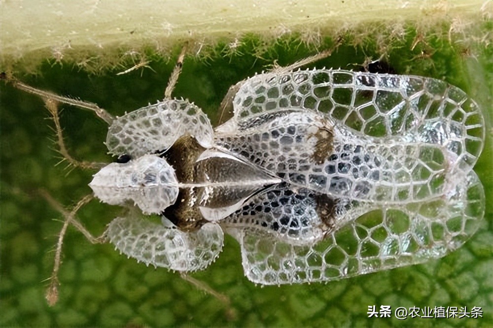 外来入侵物种动物名单,外来物种昆虫有哪些