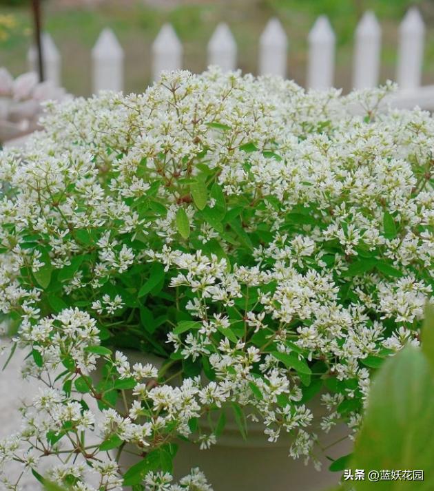 禾叶大戟花的管理,禾叶大戟种植技术
