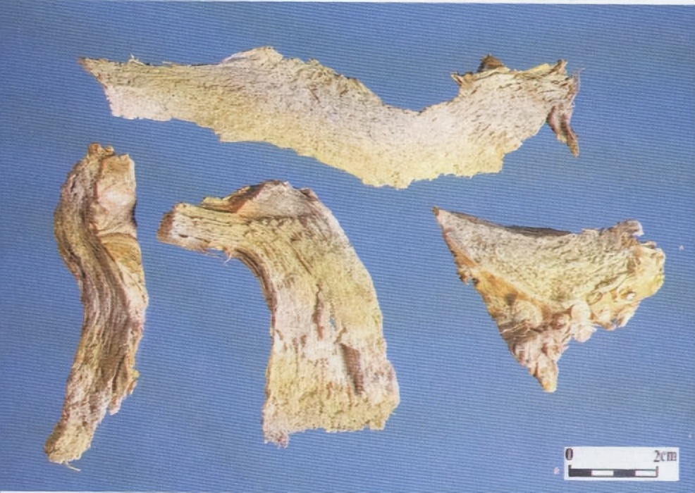 芦根全草图片,芦根功效作用