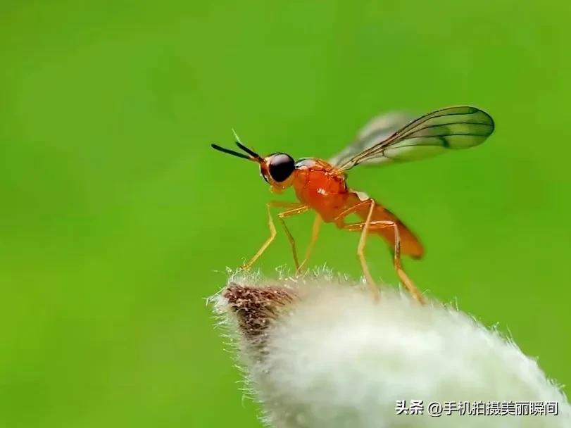 手机拍摄视频的参数设置,什么手机拍摄视频效果好