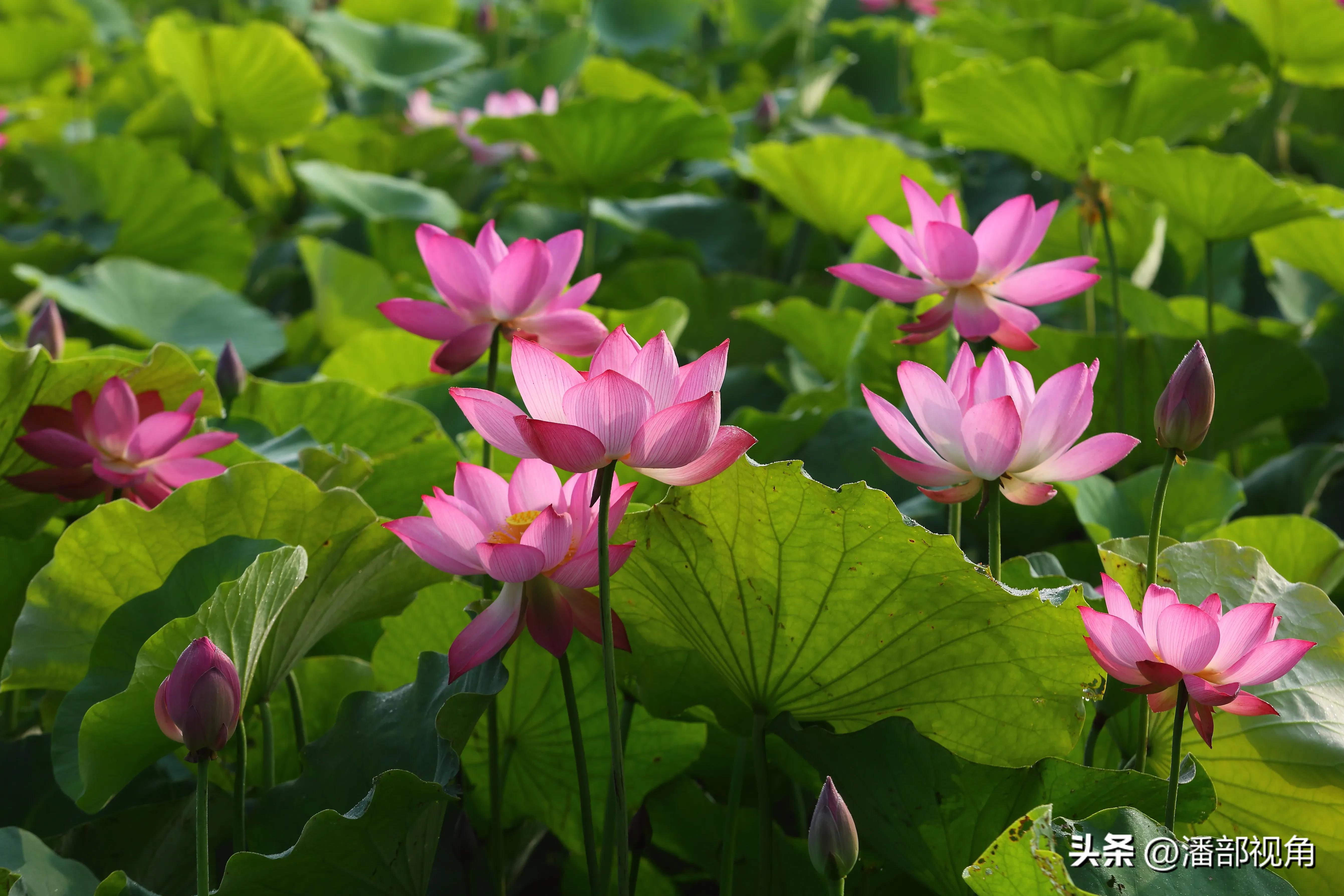 无锡七月底哪里的荷花开了,无锡太湖荷花开了吗