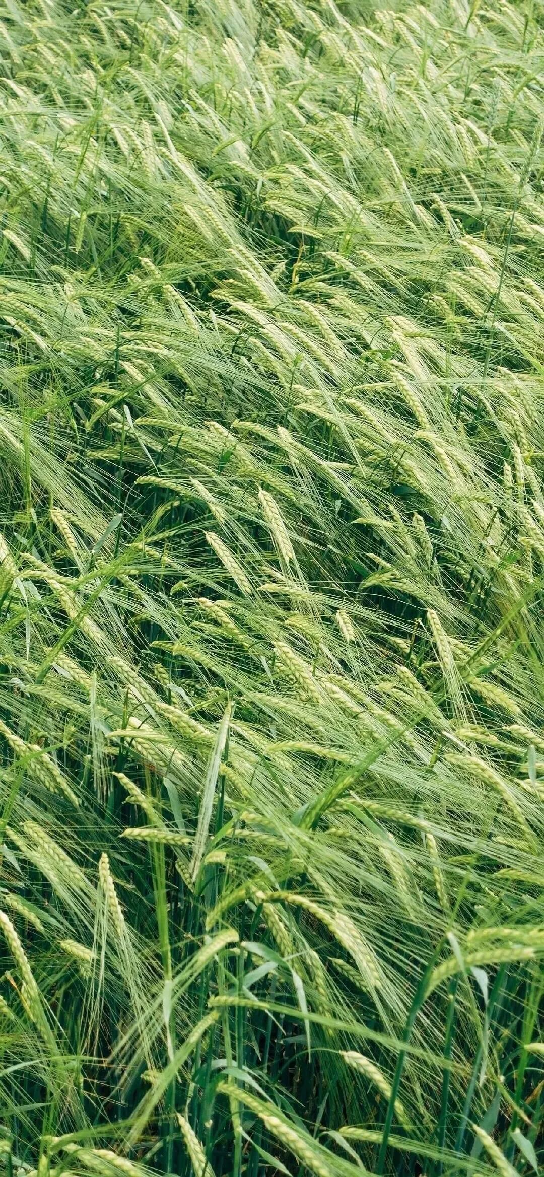 100张全屏绿色山水护眼壁纸,2021超清绿色护眼壁纸风景