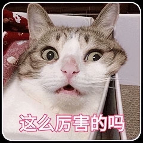 13款热门猫咪主食罐测评红黑榜,最良心的国产猫主食罐推荐