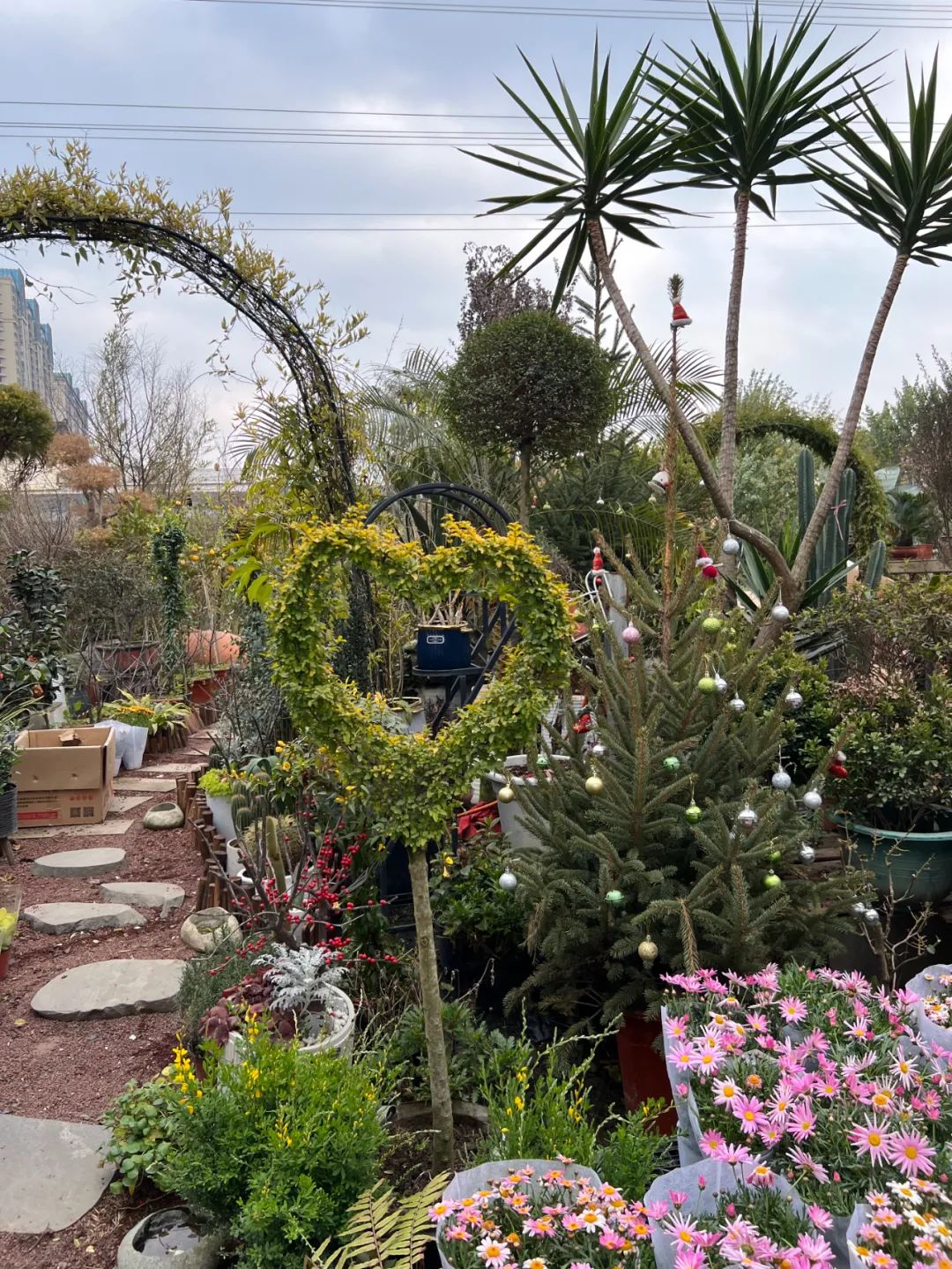 情人节哪个地方卖玫瑰花最畅销,情人节哪里买玫瑰最便宜