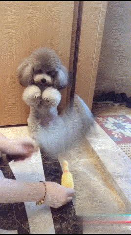 泰迪到底能不能养,为什么说泰迪很不好养呢