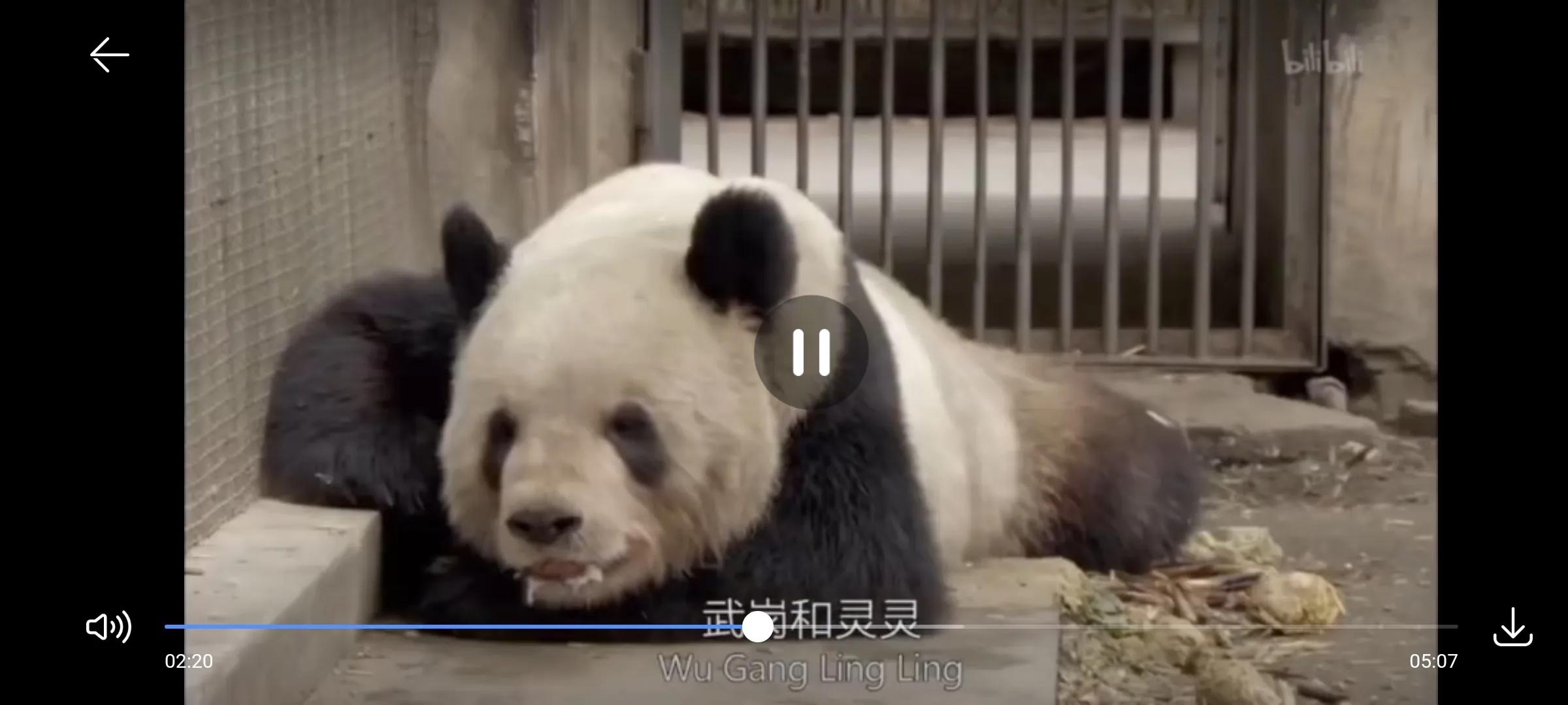 熊猫界几大家族,熊猫的种类有多少种