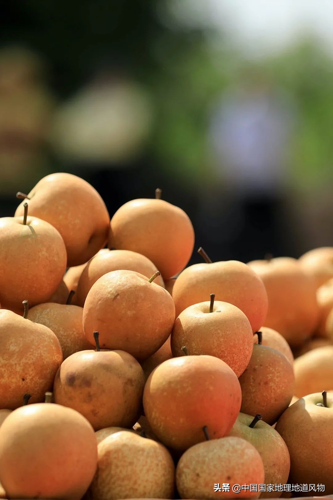 广西水果产量连续五年全国第一,广西和陕西谁才是水果第一大省