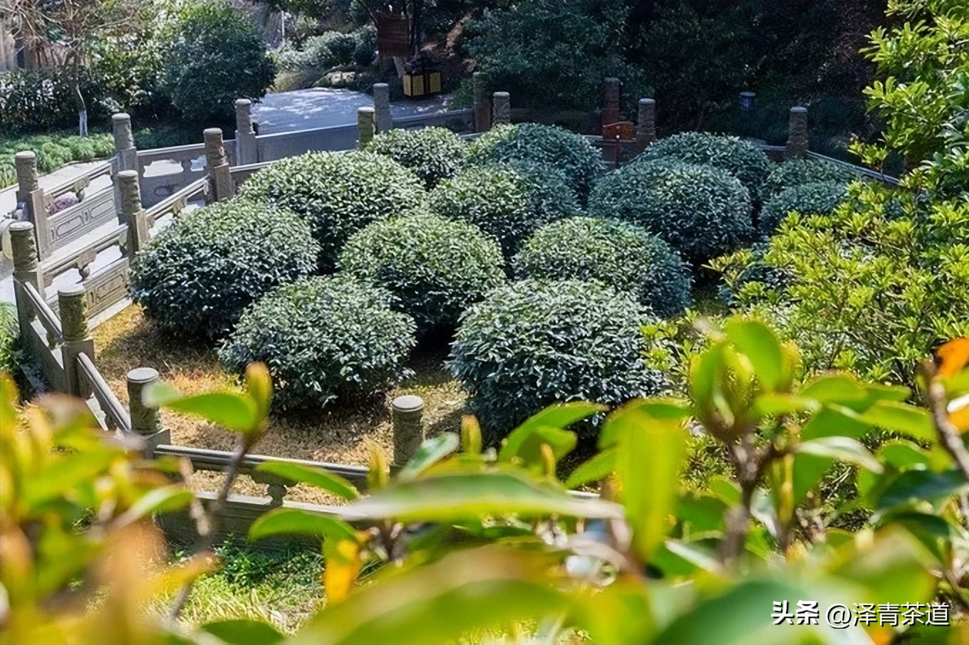 中国著名十大名茶排名,中国十大名茶哪几种最出名