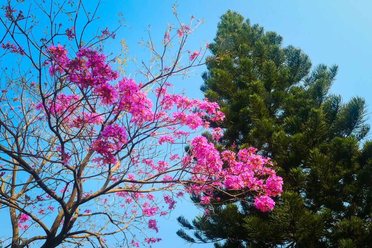 世界赏樱胜地东湖樱园樱花盛开,中国赏樱胜地堪比日本东京