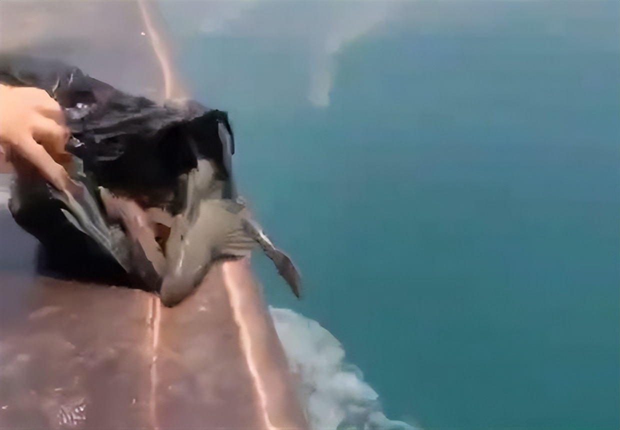 盘点放生错误,盘点那些无知的放生行为