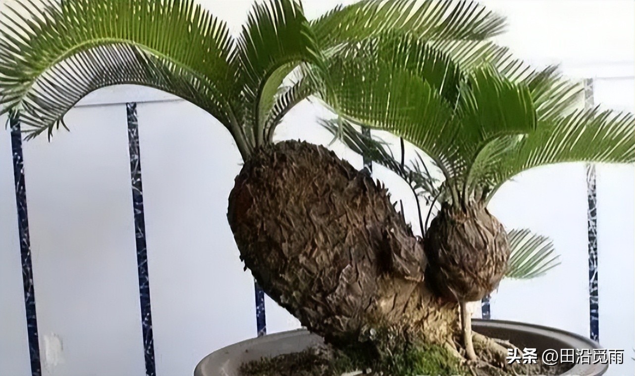 铁树烂根黄叶怎么办,铁树盆景为啥黄叶