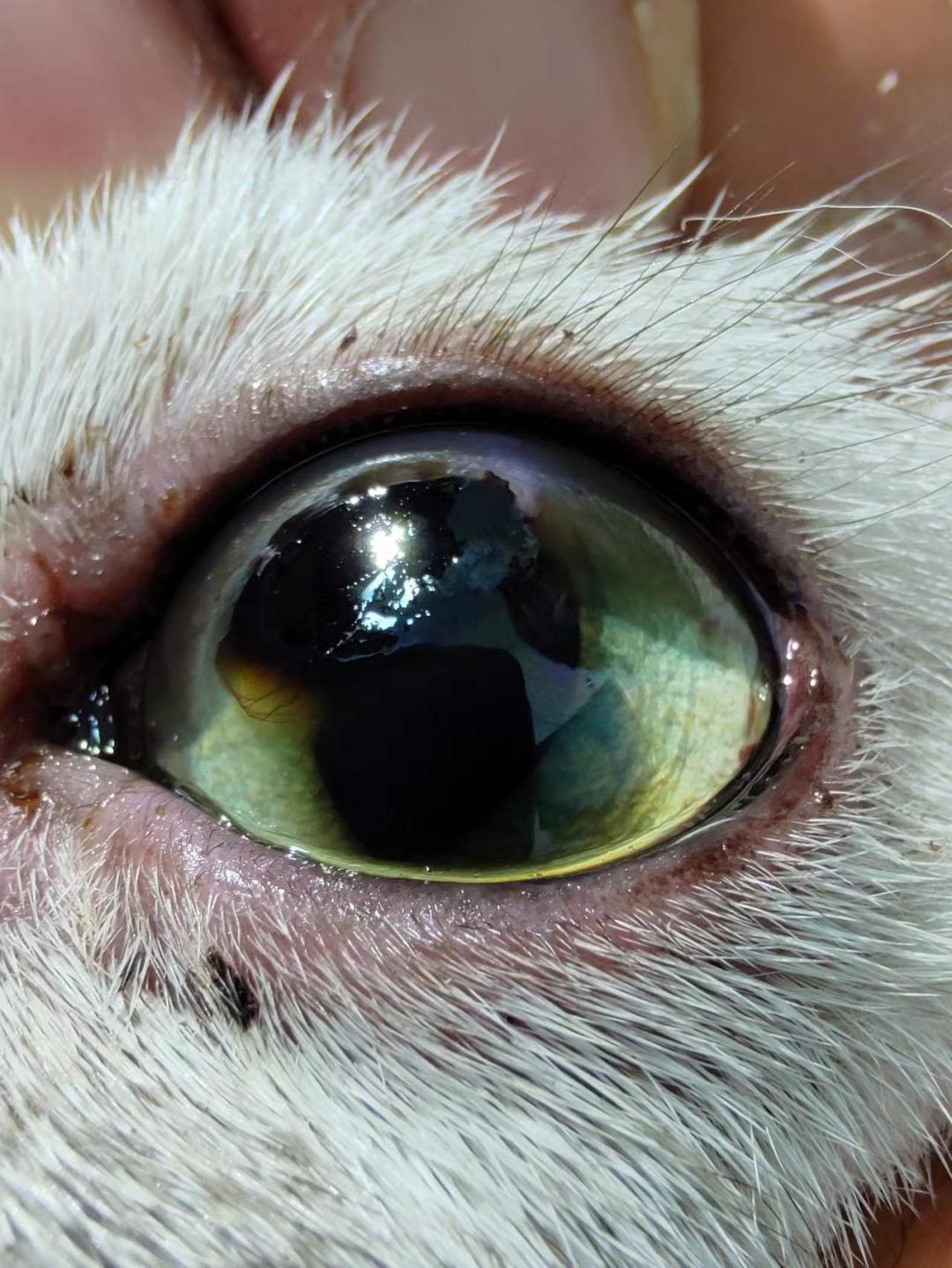 猫角膜溃疡角膜破损的治疗,猫角膜溃烂化脓用什么药