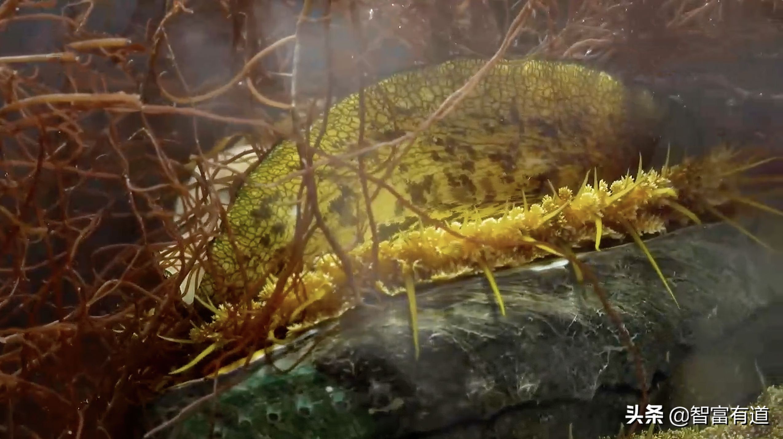 7.8个头的鲍鱼,比头还大的大连鲍鱼