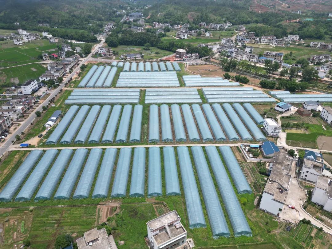 上犹这个乡的“甜蜜”事业丰收啦！速来“抢鲜”