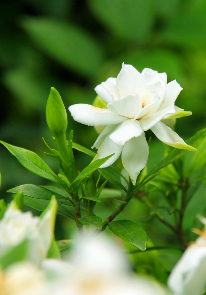视觉盛宴五种赏花名花供您选择,春天十种最美的花介绍