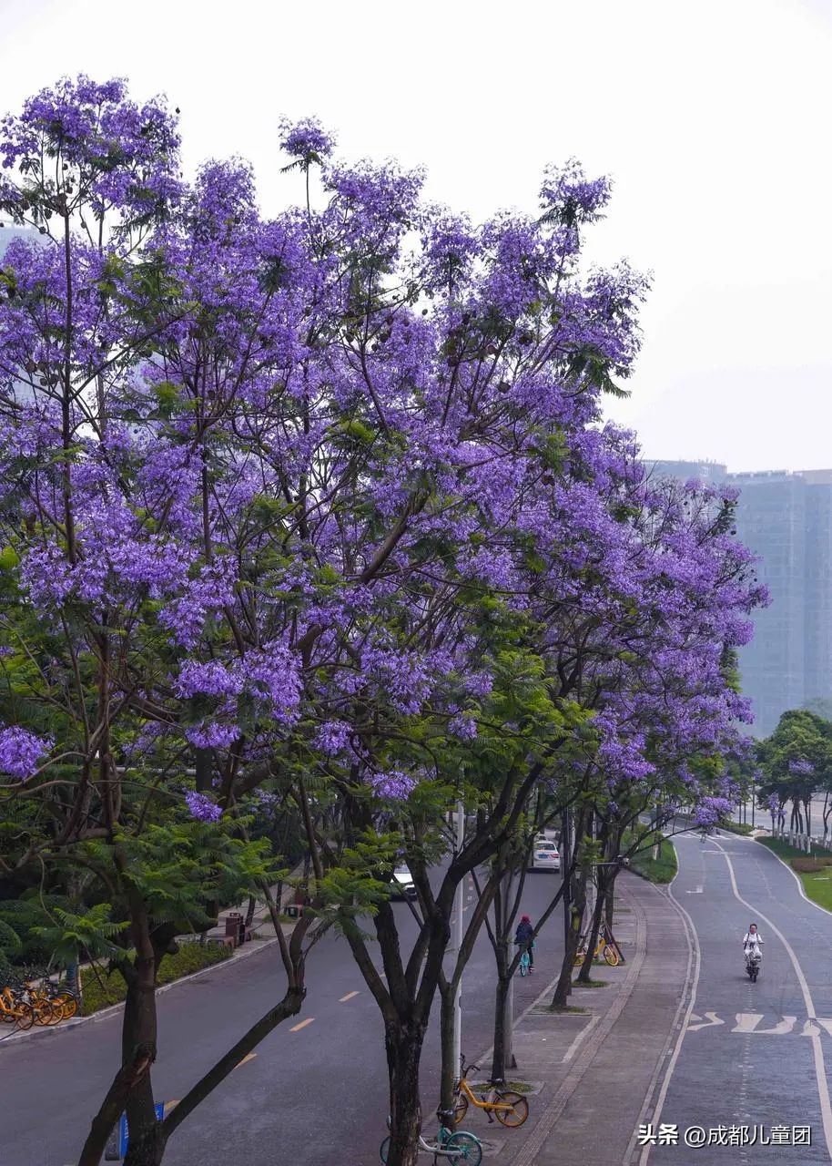 成都武晋路蓝花楹,昆明街头蓝花楹绽放成梦幻花海