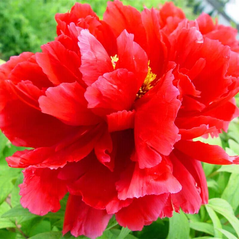 一花一世界一念一佳人的图片,一花一世界一叶一春秋图片