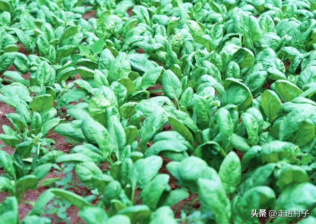 尿素和什么肥料发酵提高肥效,尿素肥料对种菜有什么作用