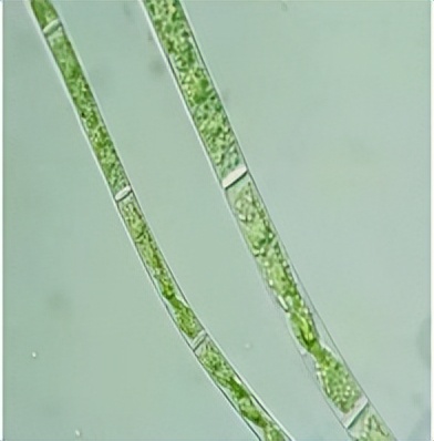 浮游植物增加会水质富营养化吗,浮游植物对水体起哪些作用
