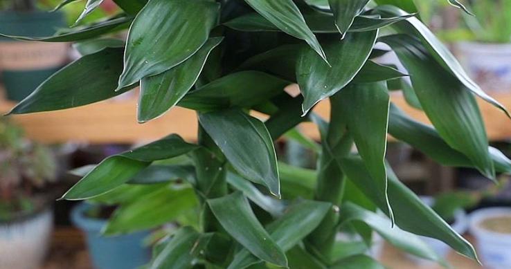 水培观音竹叶子发黄怎么补救,土培观音竹叶子发黄什么原因