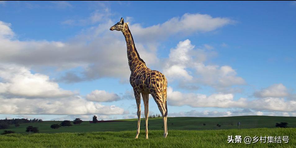 新西兰吉布斯农场——当农业与艺术开始跨界合作，会出现?