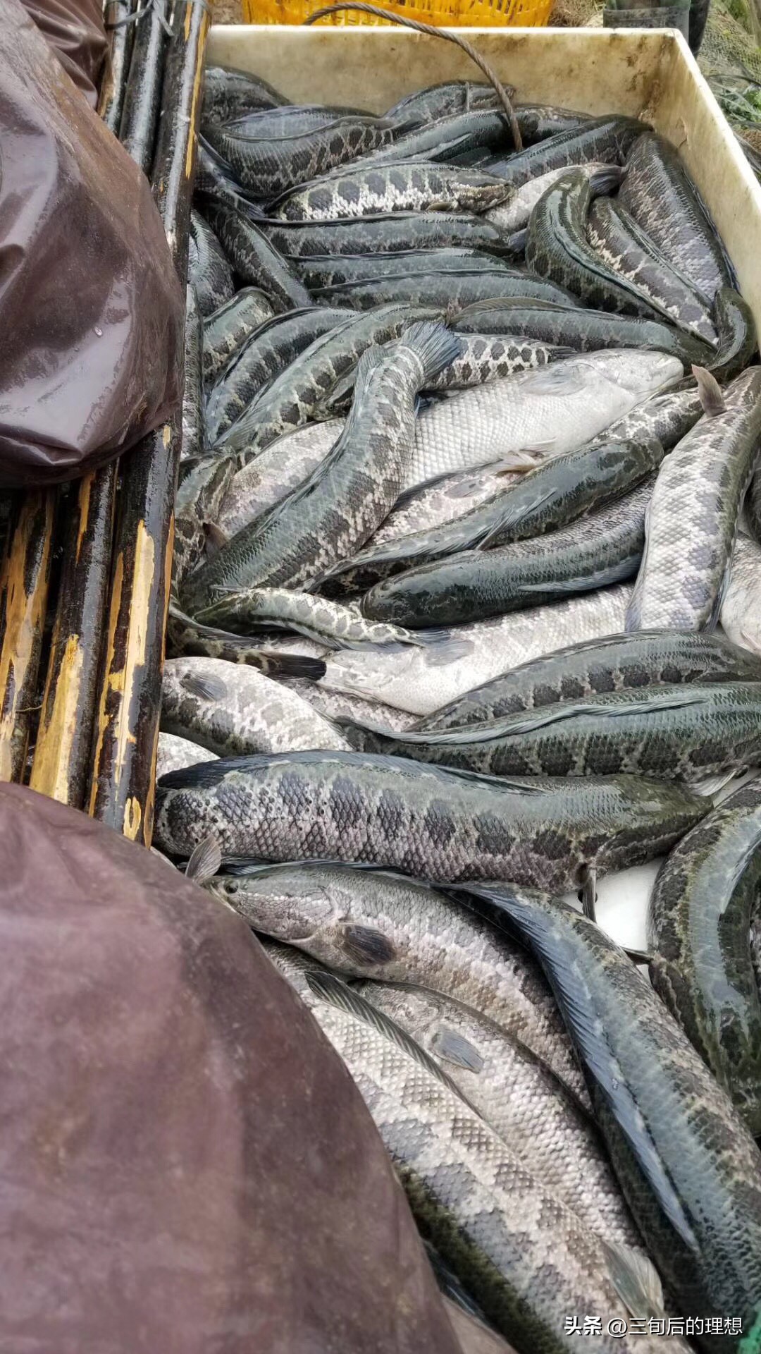 人工饲料和野生杂鱼,人工混合鱼饲料配方