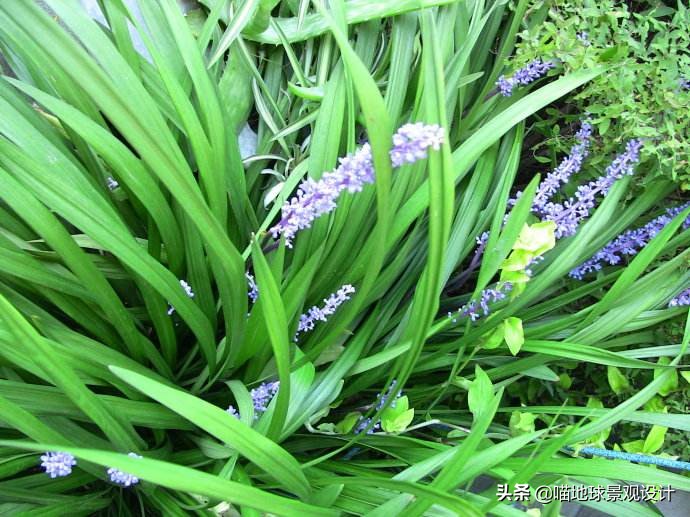 山东地区百慕大草坪,山东地区草坪推荐