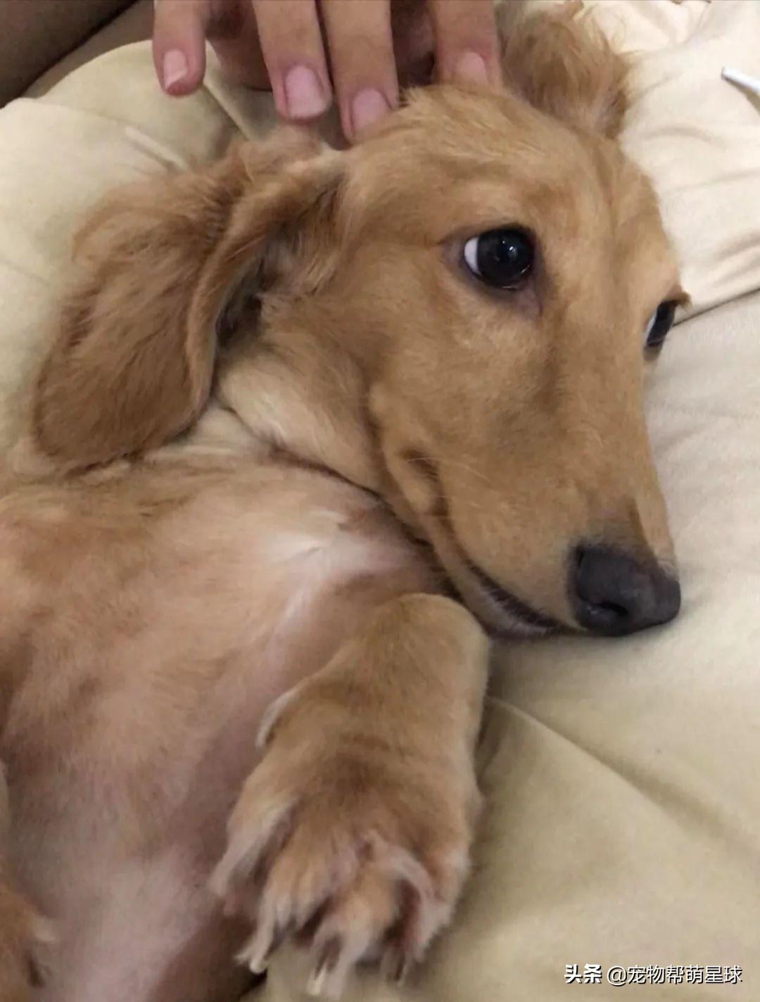 说好的爱吃肉肉，没想到养狗狗还费菜