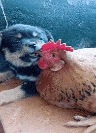 兄弟抢红包是挺快的，就是有点费手机，这屏幕得经常换吧，哈哈哈