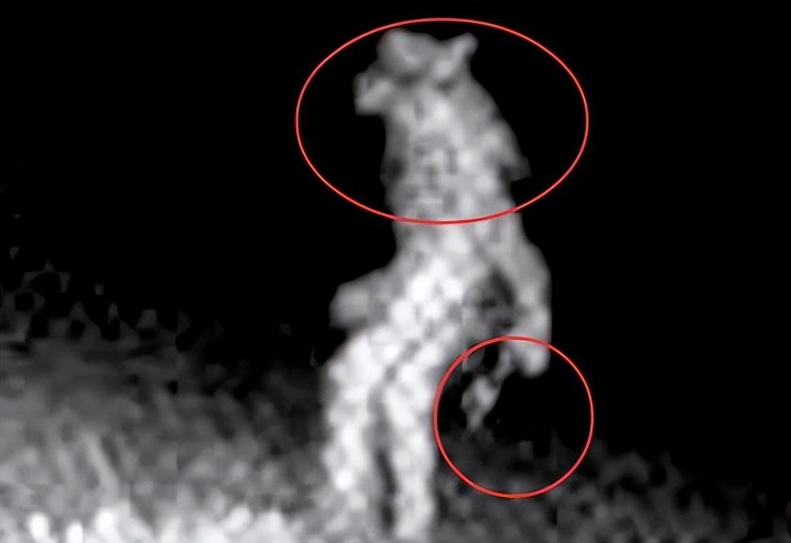 美国晚上动物园狼人最清晰照片,美国动物园边发现狼人