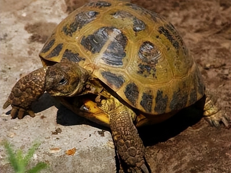 四爪陆龟有多少种,四爪陆龟喜欢水吗