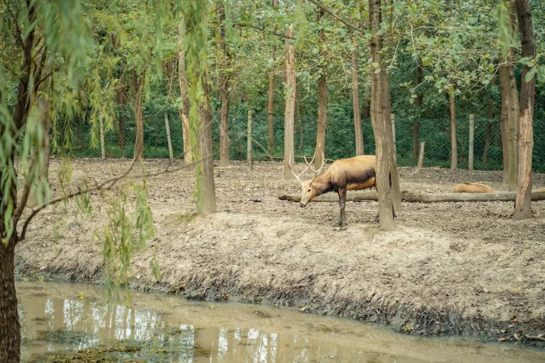 扬州值得推荐的早茶,广东早茶和扬州早茶真的没法比