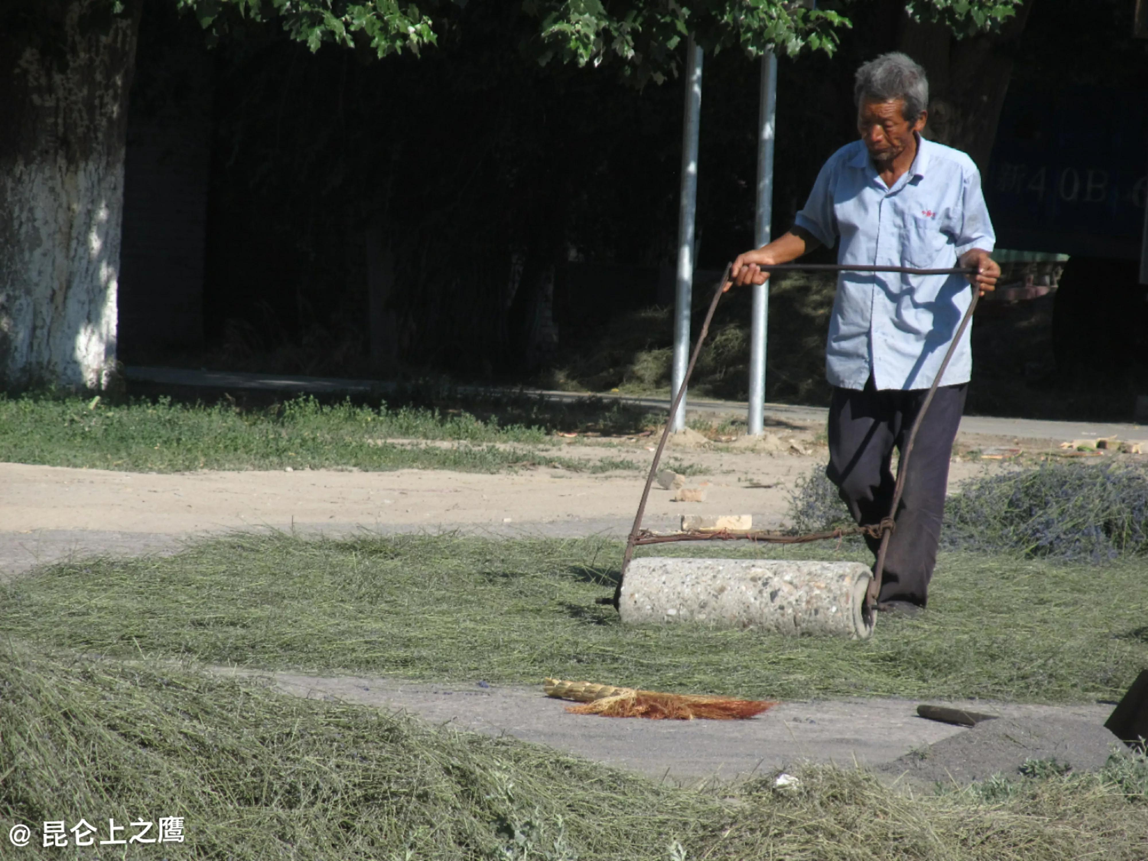 伊犁的薰衣草,伊犁的薰衣草是什么景点