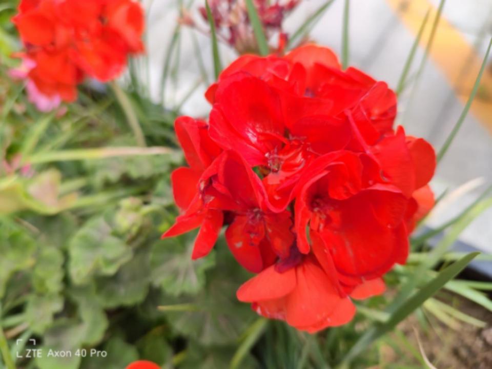 中兴axon40ultra和一加10pro哪个好,中兴axon40ultra与努比亚z40pro